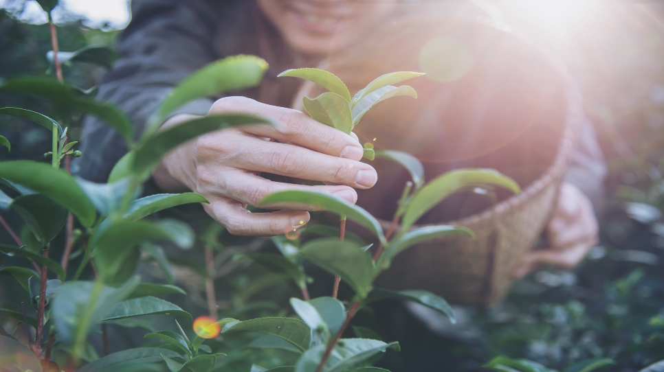Mujeres rurales Mujeres rurales se enfrentan a la barrera para acceder a la tierra para emprender, y las productoras tienen dificultad para acceder a un financiamiento.
