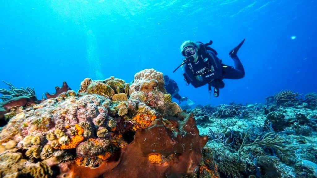 Buceo en Cozumel