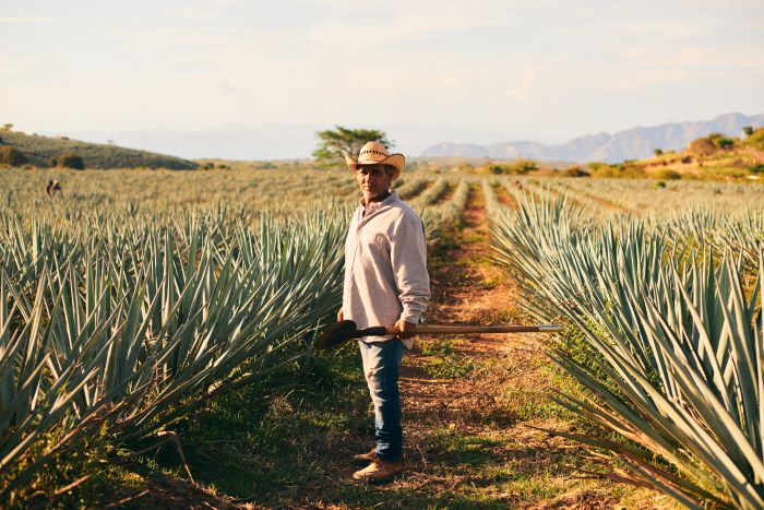 Campos de Agave