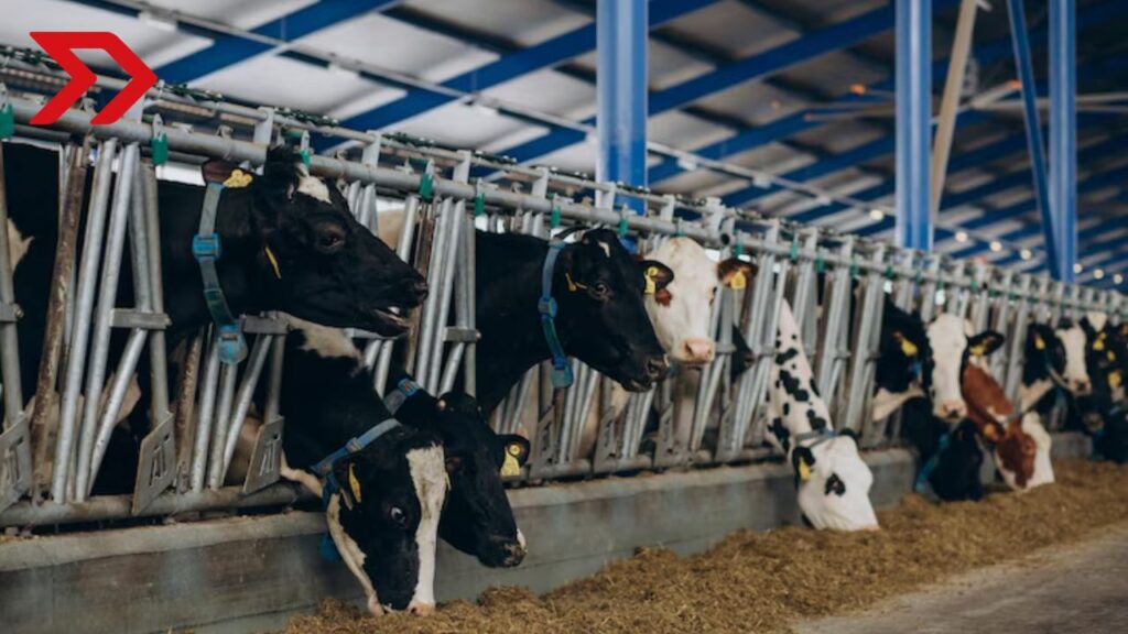 Estados Unidos suspende importación de ganado mexicano por gusano barrenador; México responde y busca ajustar la estrategia sanitaria.