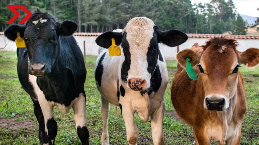 México y E.U acuerdan reactivar exportación de ganado tras avances sanitarios y verificación técnica del USDA en territorio mexicano.