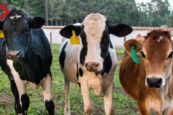 México y E.U acuerdan reactivar exportación de ganado tras avances sanitarios y verificación técnica del USDA en territorio mexicano.