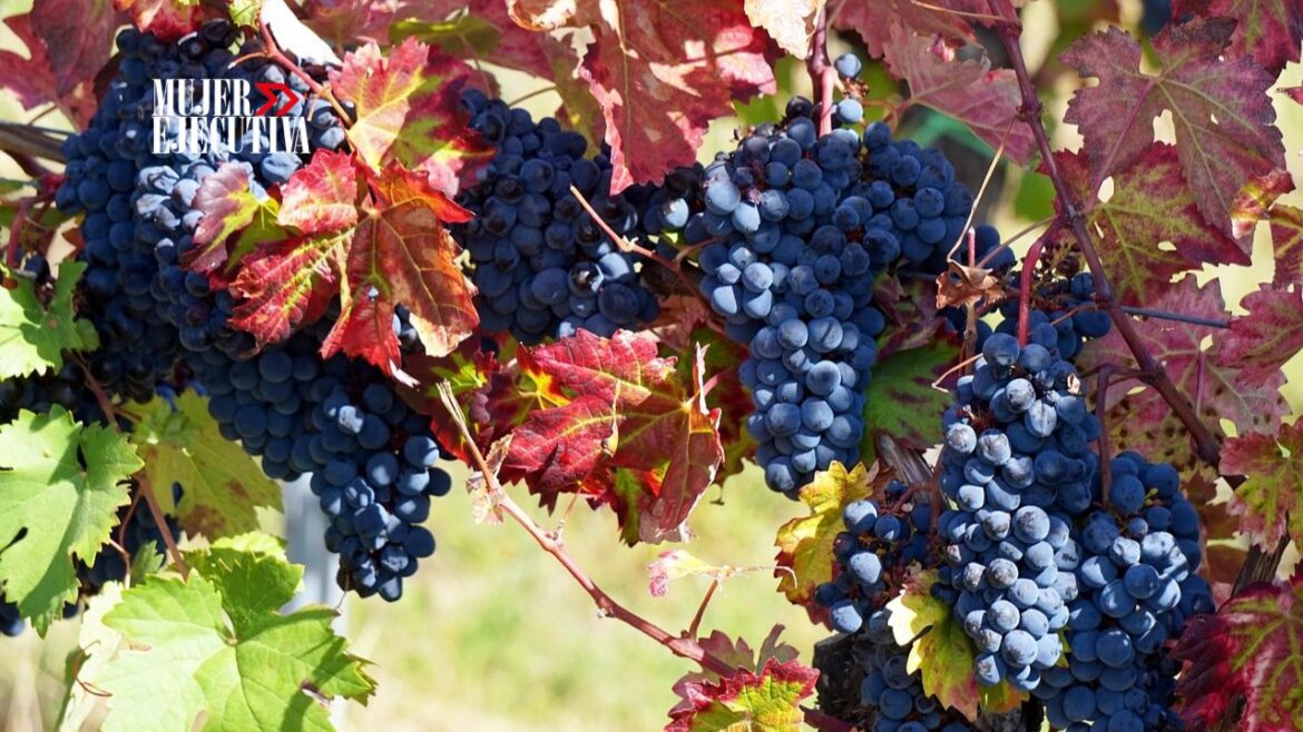 Semana del Vino Mexicano